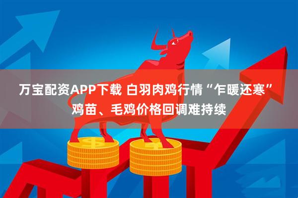 万宝配资APP下载 白羽肉鸡行情“乍暖还寒” 鸡苗、毛鸡价格回调难持续